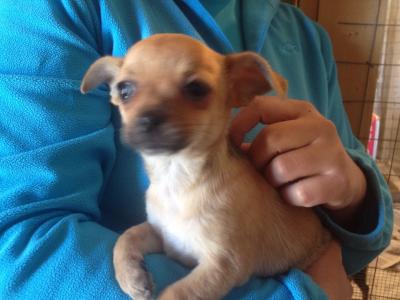 vendita chihuahua femmina 3 mesi pelo corto