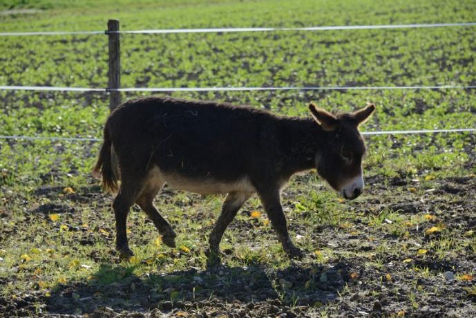 Asino agriturismo fattoria a Protte vicino Fonti Clitunno
