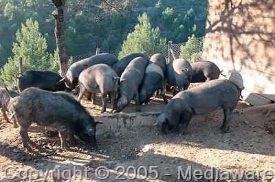 Allevamento animali domestici