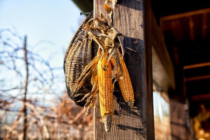Azienda Agricola con casa Vacanza tra Perugia-Assisi-Bettona