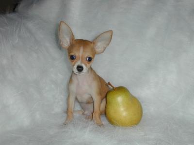 chihuahua a pelo corto Perugia