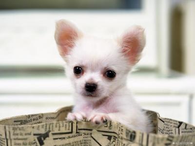 chihuahua toy piccolissimo