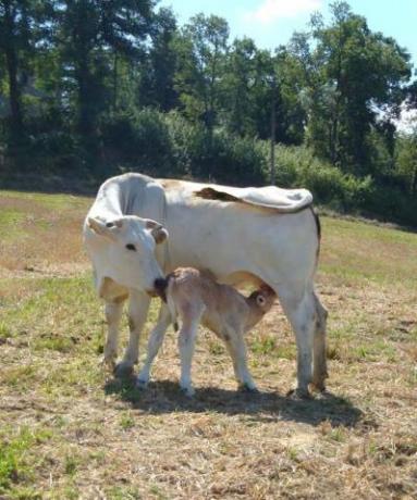 Allevamento Mucca Chianina