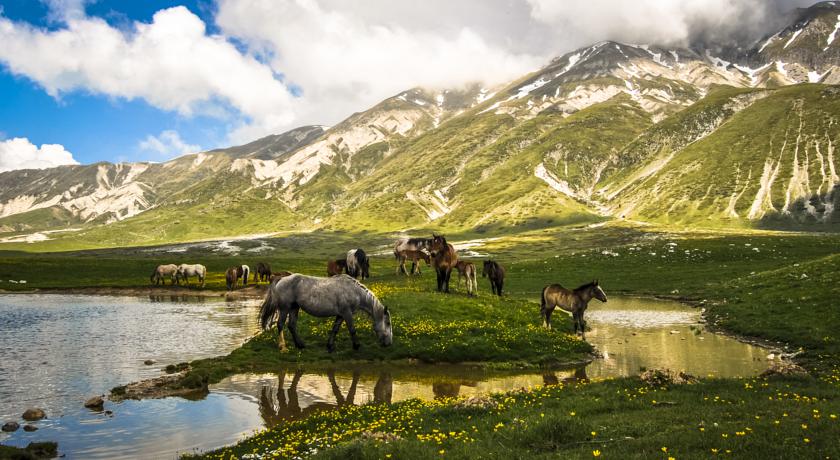 Cavalli alle pendici del Gran Sasso d'Italia