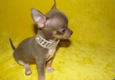 chihuahu il cane più piccoli al mondo