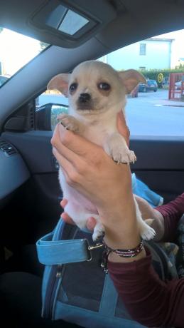 Chiuhuahua bianca pelo corto ad assisi