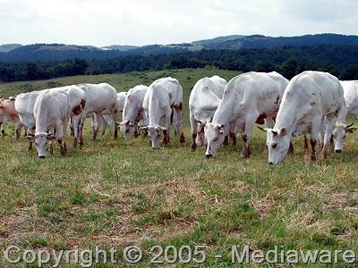 Allevamento bovini