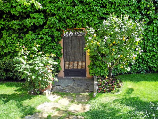 Giardino con albero di limone B&B in Umbria 