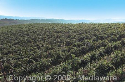Campi coltivati ad agricoltura biologica