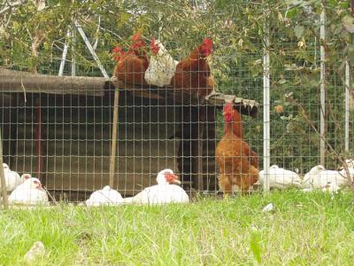 Gli animali della fattoria