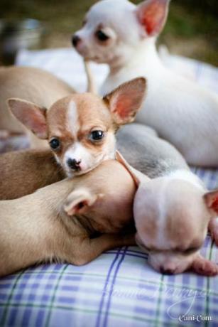 la chihuahua appena nata a perugia