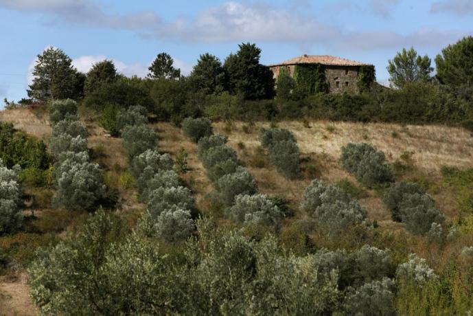 Tenuta deluxe con oliveto in quota Orvieto