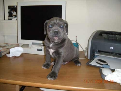 Femmina Di Cane Corso Allevamento Porta Dipinta Allevamento