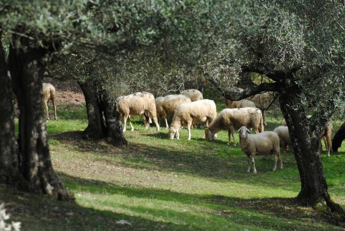 Fattoria didattica
