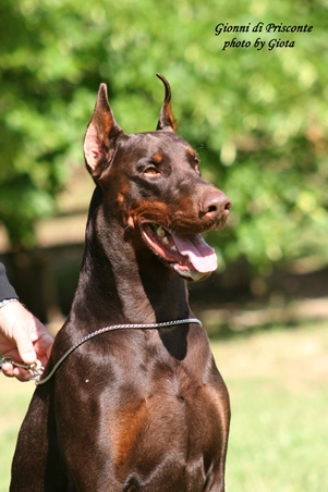 Cuccioli Dobermann Alta Genealogia Allevamenti Selezionati Dobermann