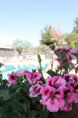 Fiori e piscina agriturismo Adrano vicino Parco Etna