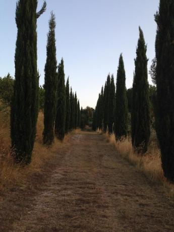 Viale di accesso alla villa vacanze Trevi