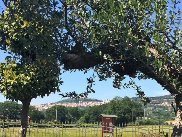 Appartamenti Umbria con vista panoramica su Assisi