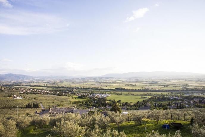 Il panorama, zona olearia
