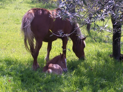 Umbria agriturismo con cavalli