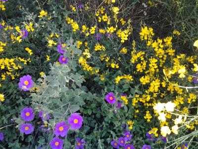 Giardino con fiori e frutta