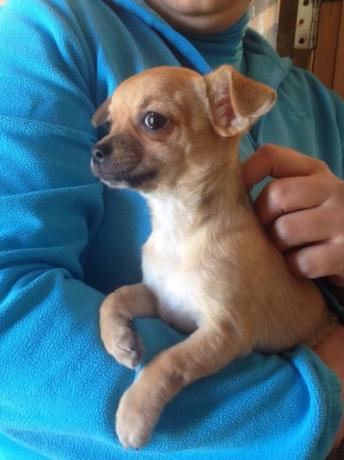 chihuahua a pelo corto perugia assisi