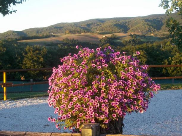 Piscina attrezzata e panoramica 