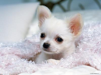 chihuahua messicano standard regione umbria