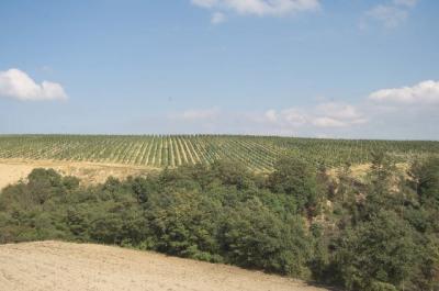 I vigneti della tenuta