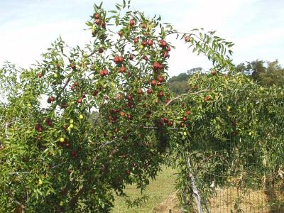 Il frutteto dell'Agriturismo
