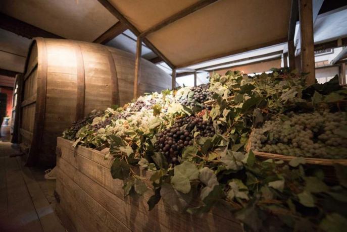 Alta Maremma, Museo del vino, residence con appartamenti