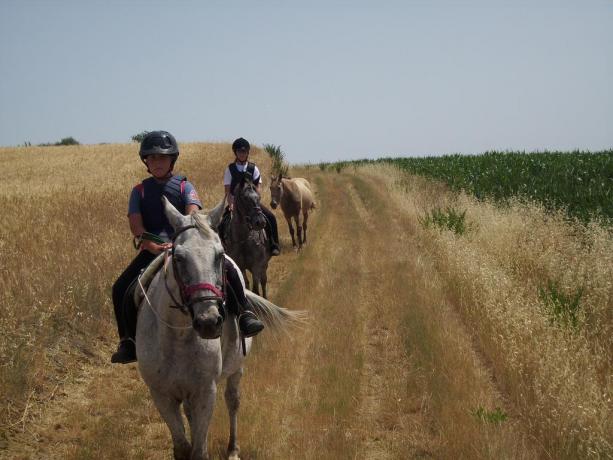 Escursioni a cavallo a castiglione del lago 