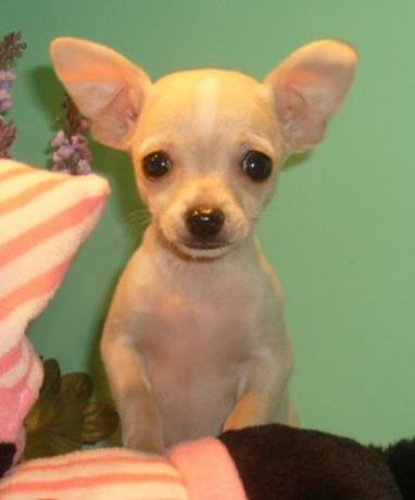 chihuahua con microchip e sverminazione umbria