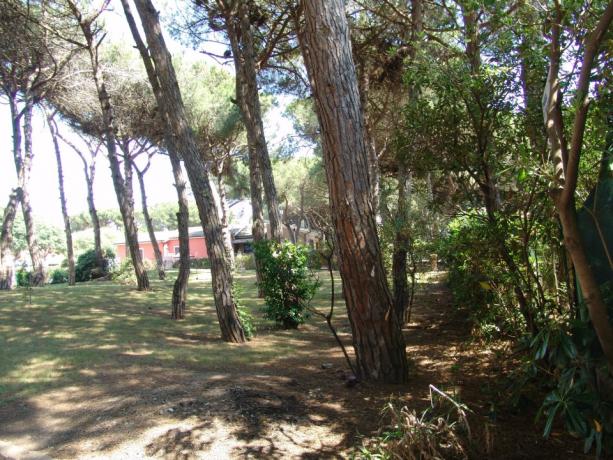 Ampio giardino con pinete