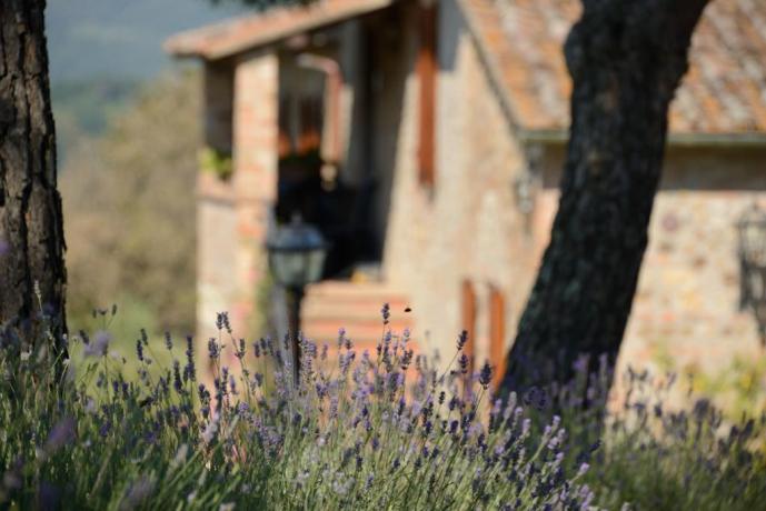 Giardino con lavanda agriturismo a Città della Pieve 