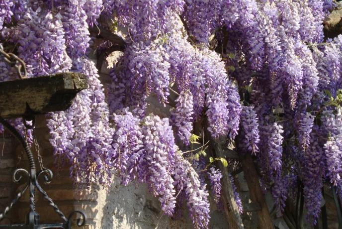 Piante di lavanda B&B vicino Acquasparta