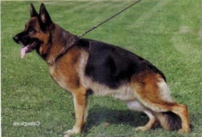 Allevamento E Cuccioli Pastore Tedesco In Umbria Cani Maschi E