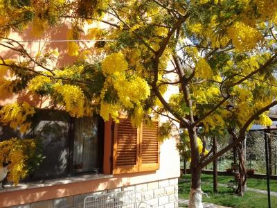Piante di mimosa