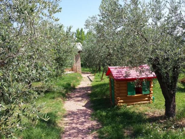 Grande Giardino con Olivi vicino Assisi-Perugia-Bettona 