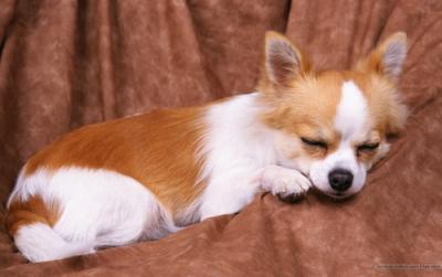 Chihuahua a pelo lungo assisi