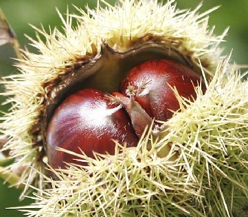 SAGRE DELLA CASTAGNA IN UMBRIA