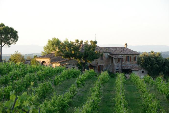 Vigneti dell'agriturismo vicino al Trasimeno 