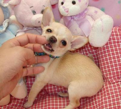 chihuahua ad Assisi in vendita