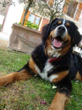 Allevamento Bovari del Bernese