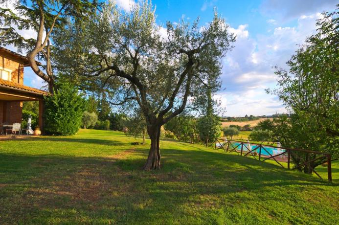 Ulivo nell'agriturismo vicino al Trasimeno 