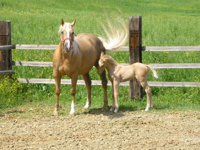 Scuola Pony a Montefalco, Umbria