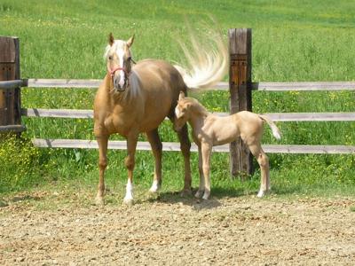 Scuola Pony a Montefalco, Umbria 