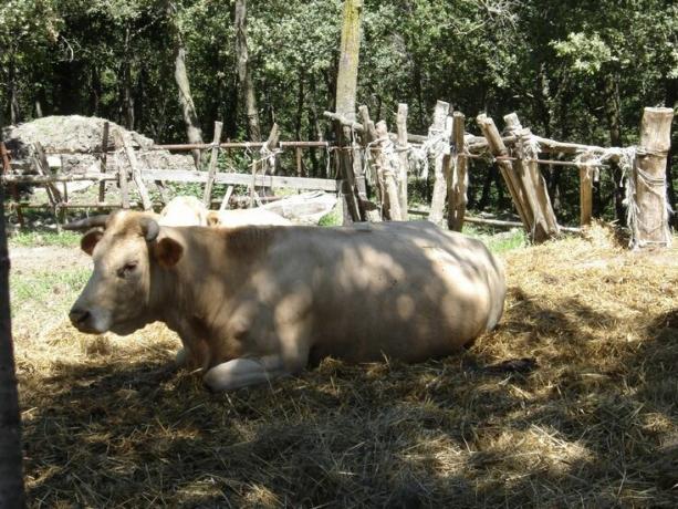 Agriturismo con Allevamento e Fattoria a Gubbio 