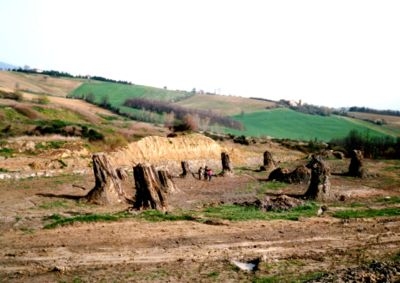 LA FORESTA FOSSILE