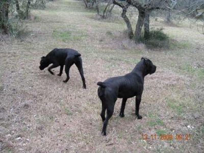 Femmina Di Cane Corso Allevamento Porta Dipinta Allevamento